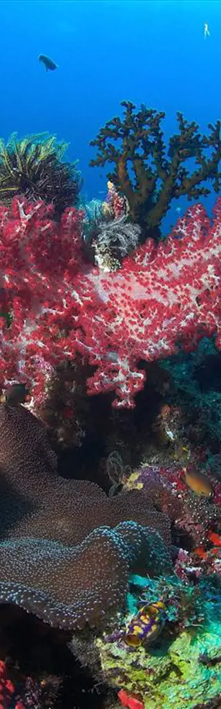 Tauchreisen Papua-Neuguinea